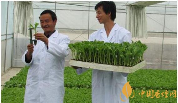 煙草專業(yè)大學(xué)排名，煙草專業(yè)就業(yè)前景好