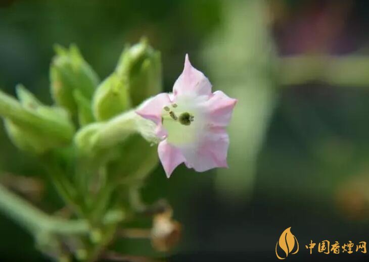 煙草花花語是什么，煙草花什么時(shí)候開花