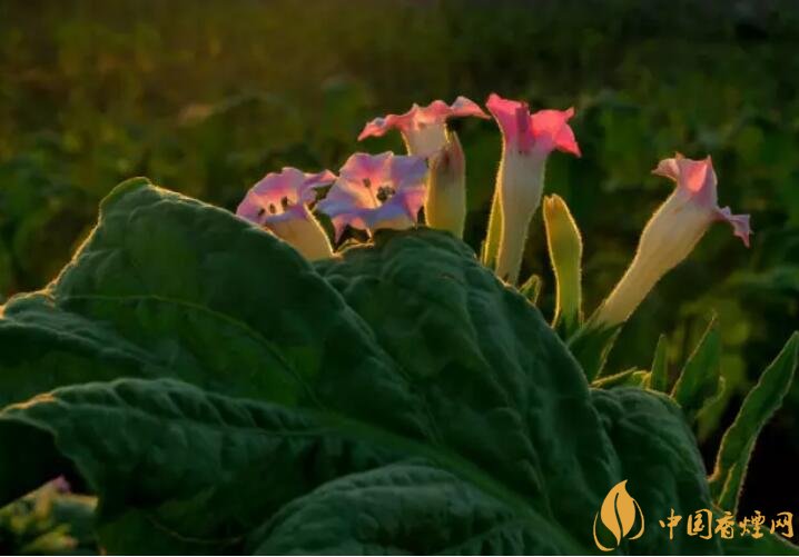 煙草花花語是什么，煙草花什么時(shí)候開花