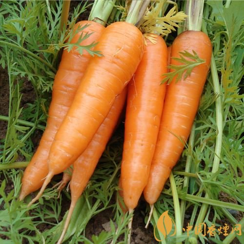 預(yù)防抽煙得肺癌，這些食物降低抽煙傷害