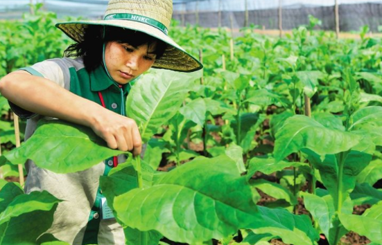煙葉種植技術(shù)有什么技巧 最全的煙葉種植過(guò)程24節(jié)氣歌