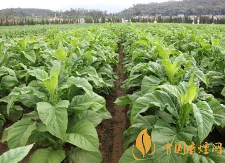 湖南瀏陽煙草局依托G80烤煙特色品種為煙農(nóng)創(chuàng)收9375萬元！